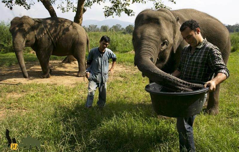 راز «بلک ایوری»؛ چرا هر کیلو «مدفوع» این فیل در تایلند ۶۰ میلیون تومان قیمت دارد؟ راز «بلک ایوری»؛ چرا هر کیلو «مدفوع» این فیل در تایلند ۶۰ میلیون تومان قیمت دارد؟