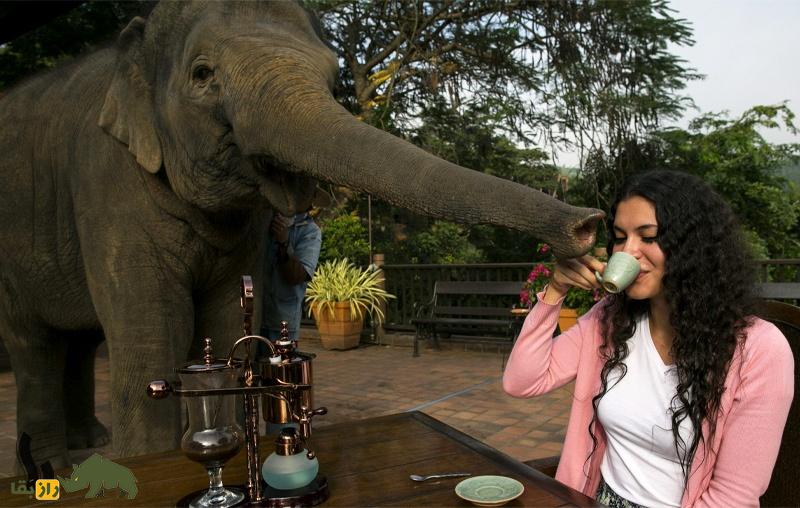 راز «بلک ایوری»؛ چرا هر کیلو «مدفوع» این فیل در تایلند ۶۰ میلیون تومان قیمت دارد؟ راز «بلک ایوری»؛ چرا هر کیلو «مدفوع» این فیل در تایلند ۶۰ میلیون تومان قیمت دارد؟