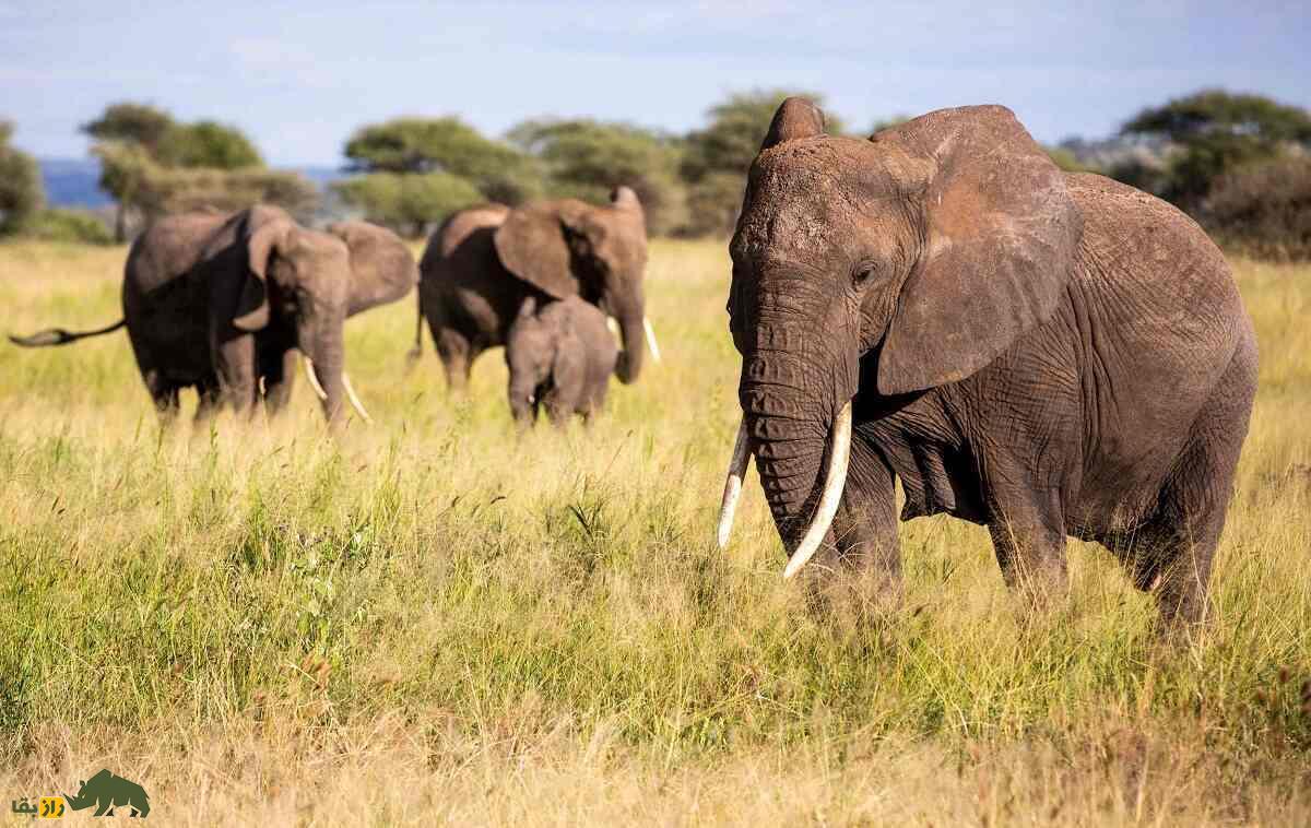 چرا بچه فیل مدفوع مادرش را میخورد؟ چرا بچه فیل مدفوع مادرش را میخورد؟