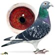 کابالِرو؛ کبوتر هلندی که رکورد تاریخی سرعت را شکست