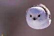 شیما اِناگا یا «پری برفی»؛ «بامزه‌ترین پرنده جهان» که شبیه گلوله برف است