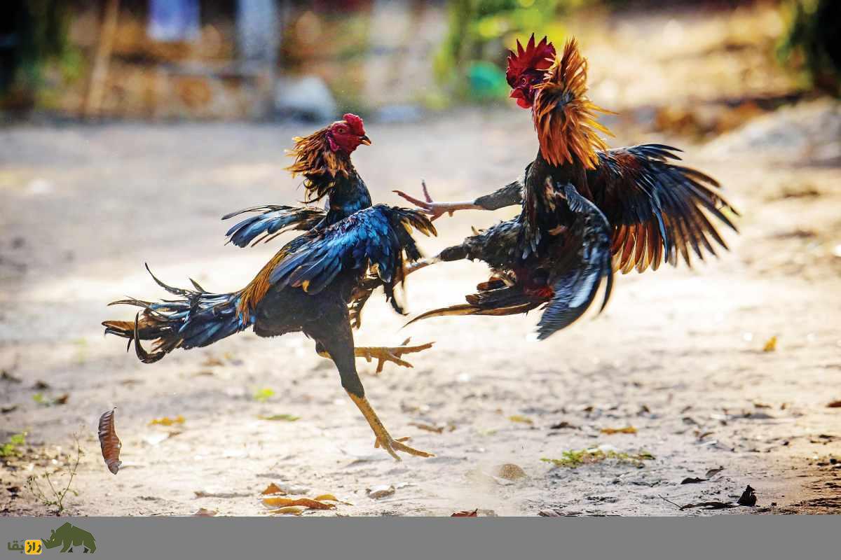 همه چیز درباره شرط بندی میلیونی خروس‌بازان؛ خروس لاری نژاد افغان یا خروس نژاد ترکی!