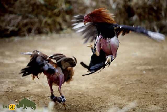 همه چیز درباره شرط بندی میلیونی خروس‌بازان؛ خروس لاری نژاد افغان یا خروس نژاد ترکی!