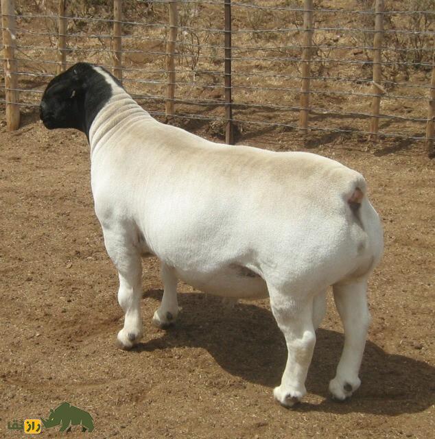 بولت؛ گوسفند دورپر ایرانیالاصل که ۴ میلیارد تومان قیمت خورد بولت؛ گوسفند دورپر ایرانیالاصل که ۴ میلیارد تومان قیمت خورد