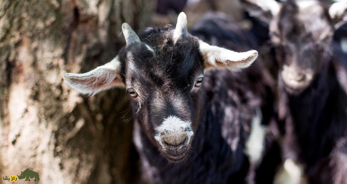 بز غشی؛ بز آمریکایی عجیبی که ۹۰ کیلو وزن دارد و دائما غش می‌کند
