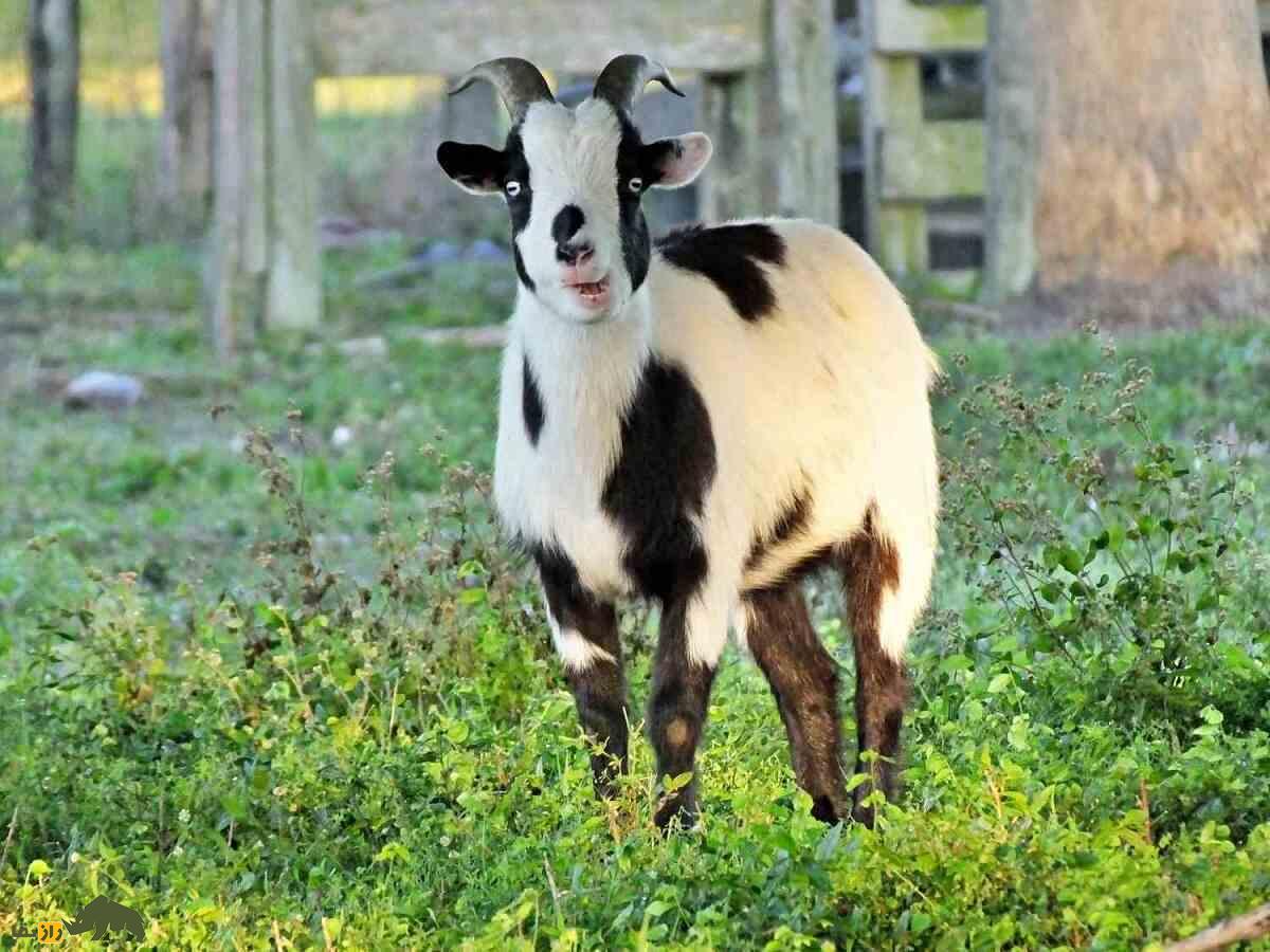 بز غشی؛ بز آمریکایی عجیبی که ۹۰ کیلو وزن دارد و دائما غش می‌کند