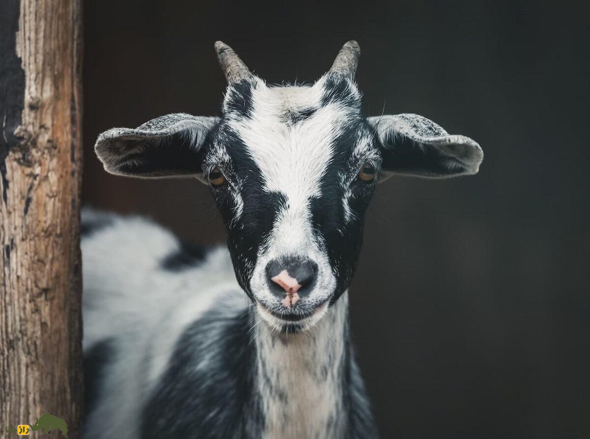 بز غشی؛ بز آمریکایی عجیبی که ۹۰ کیلو وزن دارد و دائما غش می‌کند