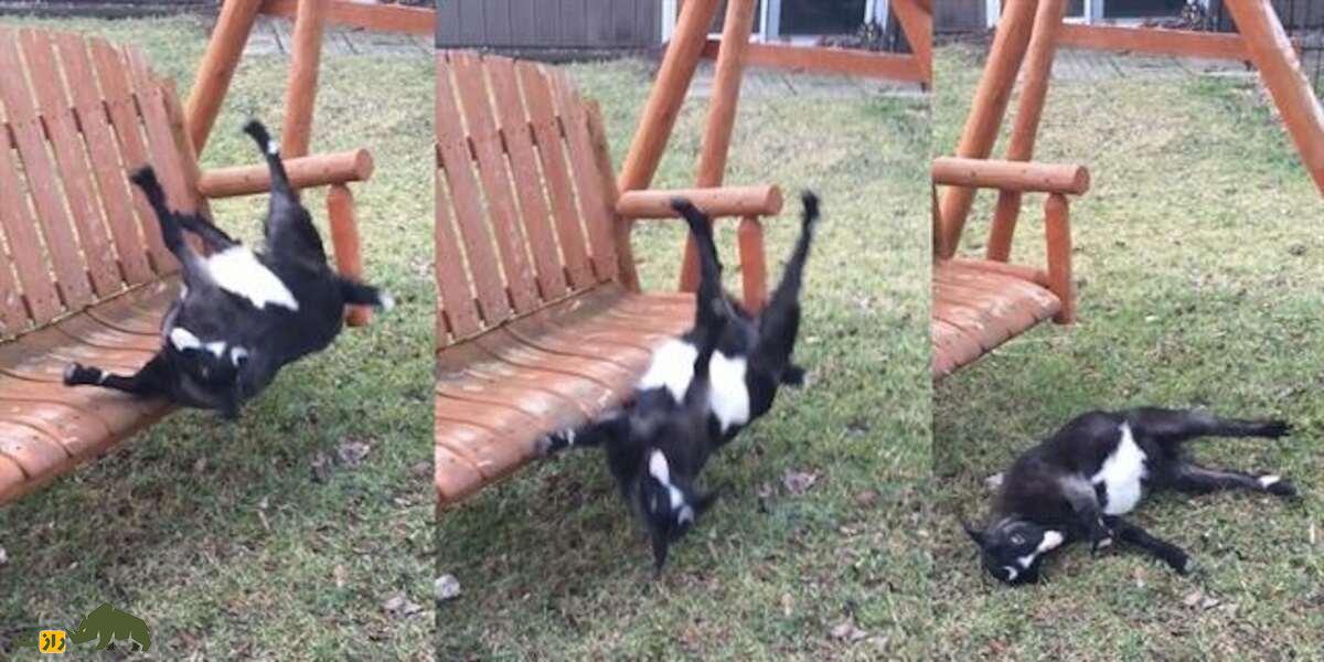 بز غشی؛ بز آمریکایی عجیبی که ۹۰ کیلو وزن دارد و دائما غش می‌کند