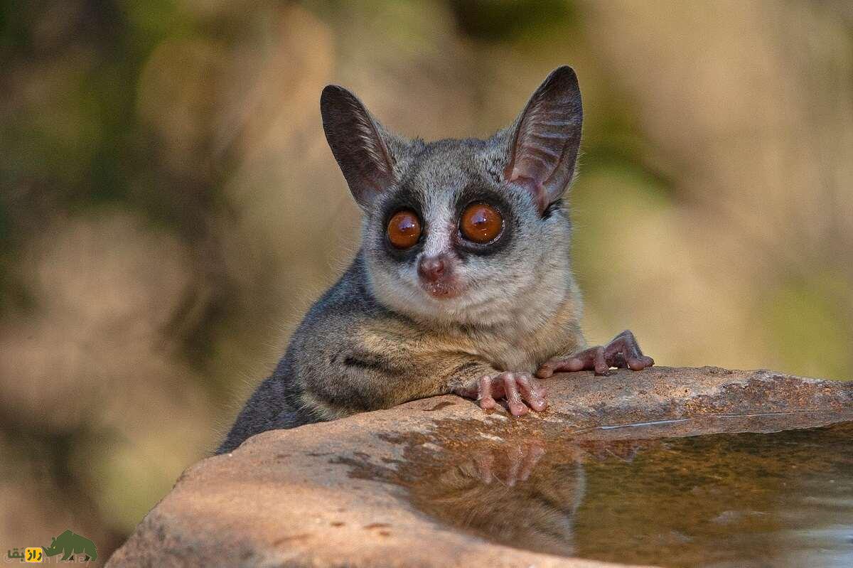 گالاگو؛ حیوانی با چشمان درشت که مثل بچه گریه میکند و خودش قبرش را درست میکند گالاگو؛ حیوانی با چشمان درشت که مثل بچه گریه میکند و خودش قبرش را درست میکند