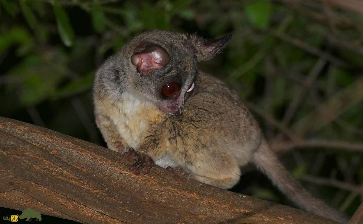 گالاگو؛ حیوانی با چشمان درشت که مثل بچه گریه میکند و خودش قبرش را درست میکند گالاگو؛ حیوانی با چشمان درشت که مثل بچه گریه میکند و خودش قبرش را درست میکند