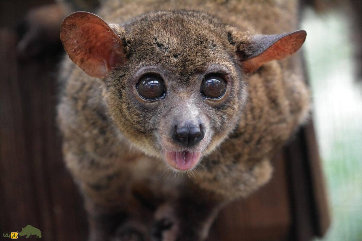 گالاگو؛ حیوانی با چشمان درشت که مثل بچه گریه میکند و خودش قبرش را درست میکند گالاگو؛ حیوانی با چشمان درشت که مثل بچه گریه میکند و خودش قبرش را درست میکند