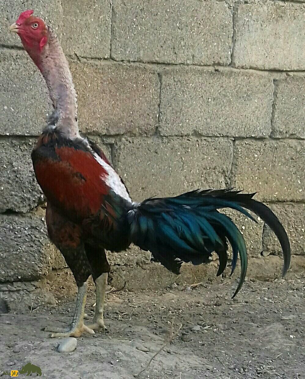 خروس لاری افغان؛ هرکول خروس‌ها و هیولای جنگی بی‌رحمی که در جهان رقیب ندارد