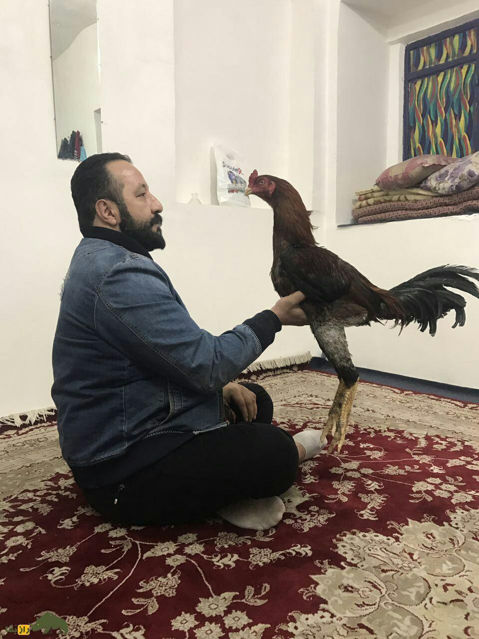 خروس لاری افغان