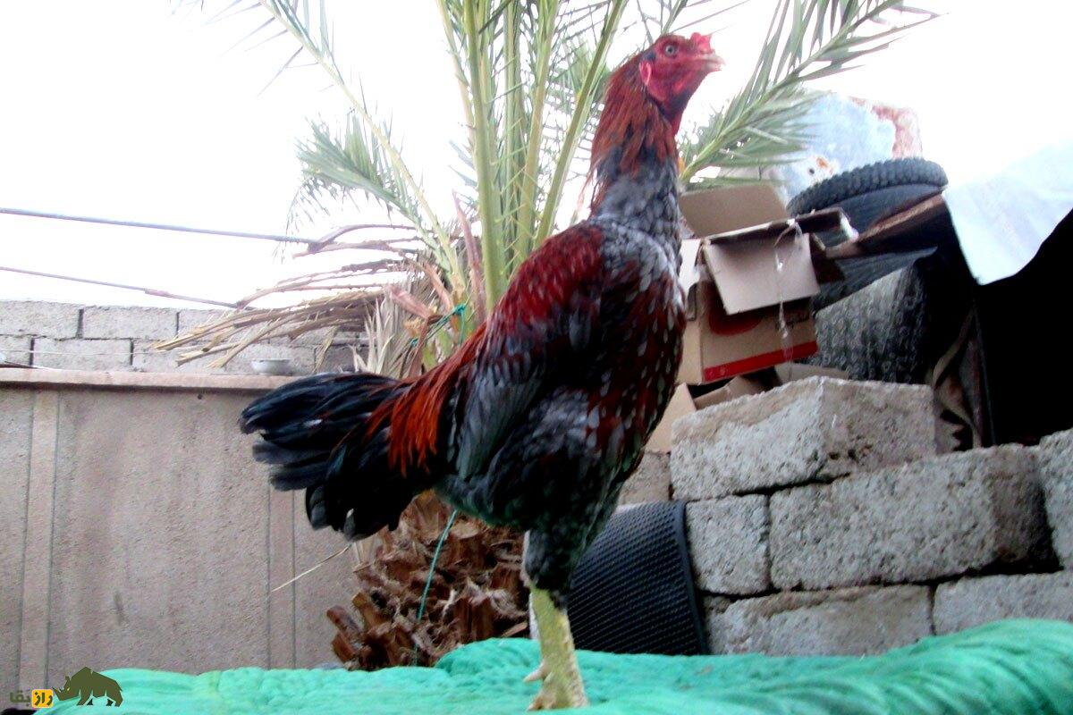 خروس لاری افغان؛ هرکول خروس‌ها و هیولای جنگی بی‌رحمی که در جهان رقیب ندارد