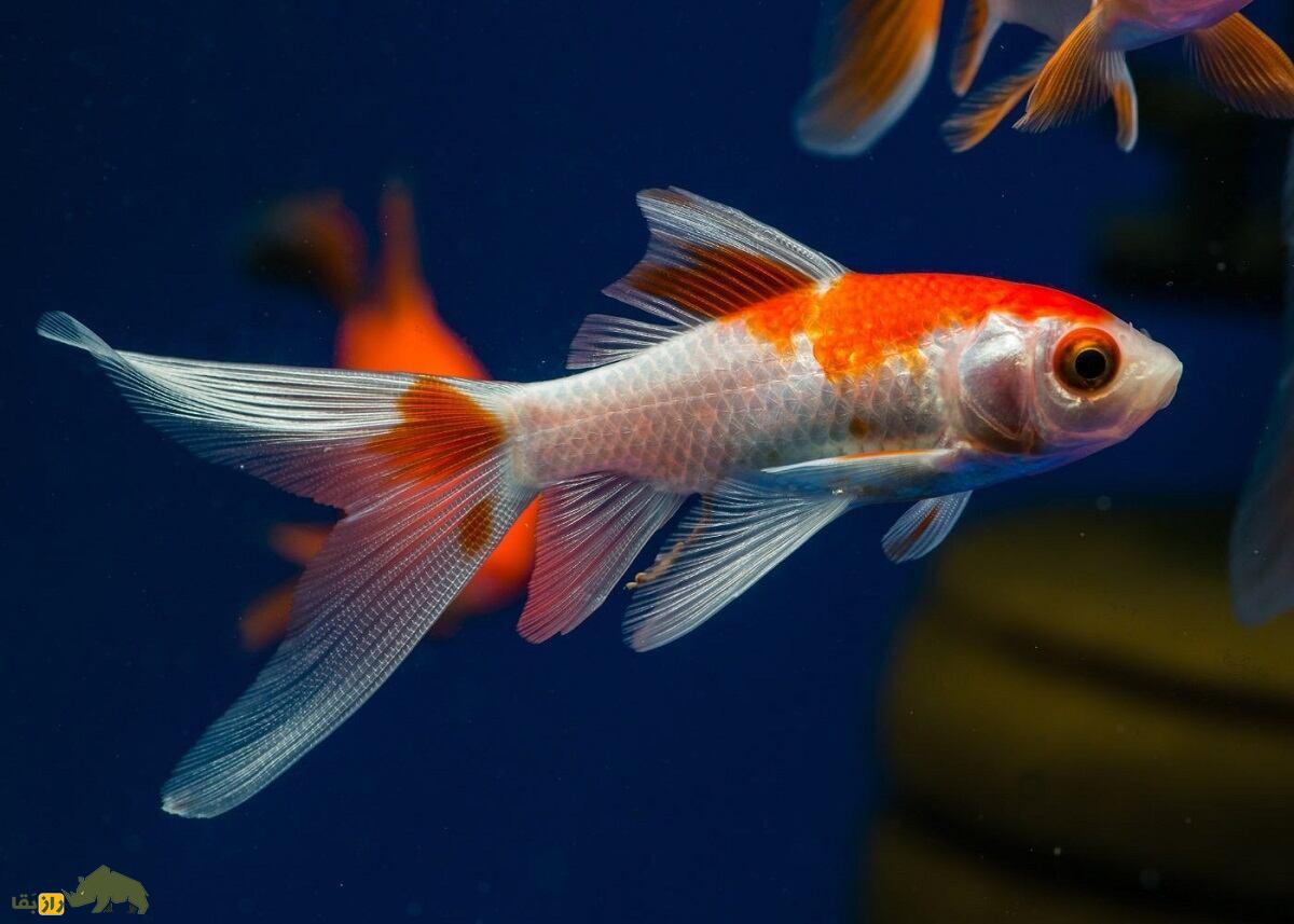 آیا ماهی زبان دارد؟؛ ماهی چگونه ادرار میکند؟ آیا ماهی زبان دارد؟؛ ماهی چگونه ادرار میکند؟