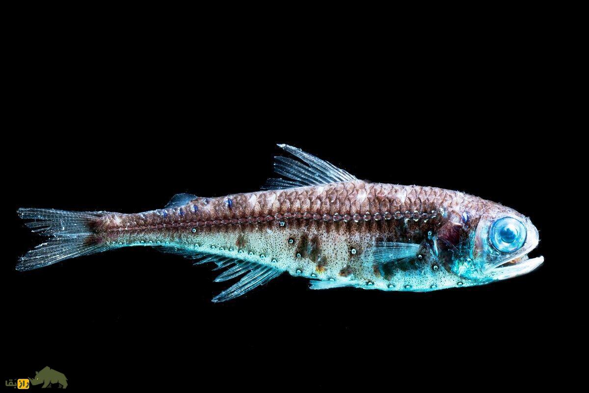 آیا ماهی زبان دارد؟؛ ماهی چگونه ادرار میکند؟ آیا ماهی زبان دارد؟؛ ماهی چگونه ادرار میکند؟