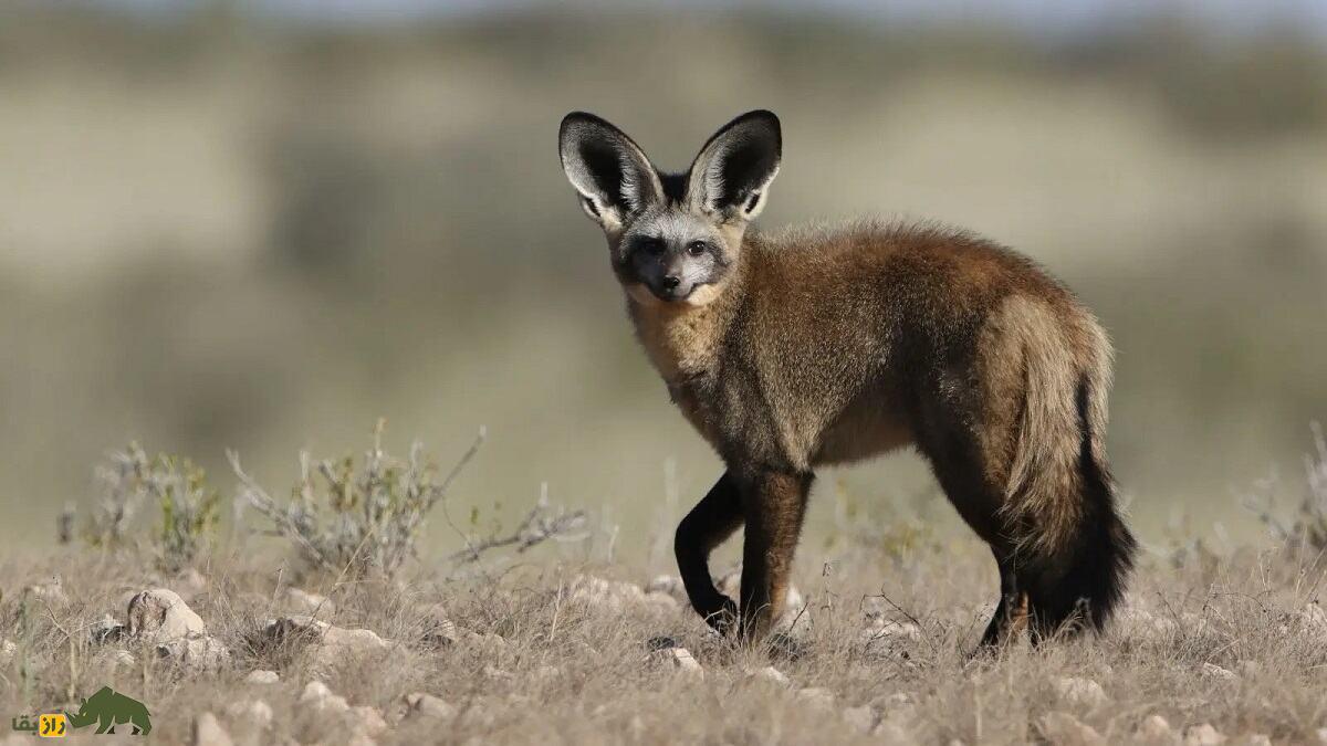 روباه گوش‌خفاشی؛ روباه عجیبی با گوش‌های بسیار دراز که جای نر و ماده در تربیت فرزند عوض می‌شود