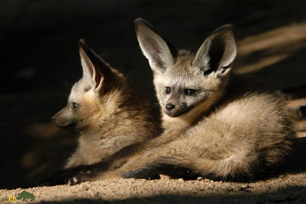 روباه گوش‌خفاشی؛ روباه عجیبی با گوش‌های بسیار دراز که جای نر و ماده در تربیت فرزند عوض می‌شود