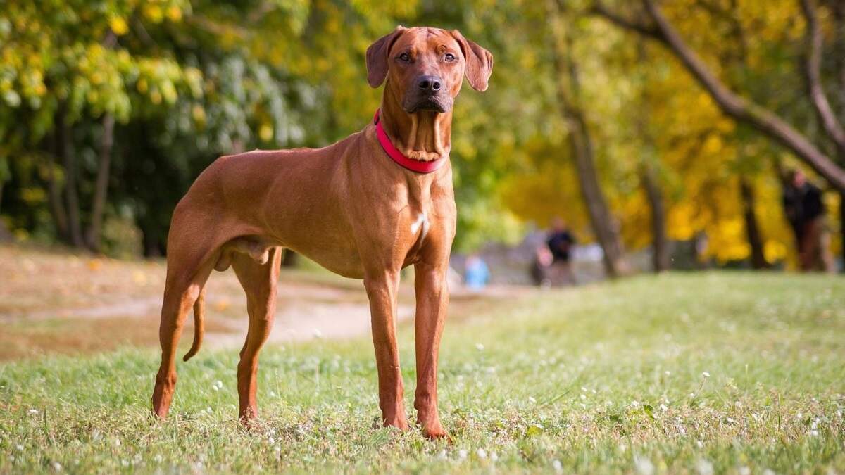 سگ چگونه با کمبود غذا کنار میآید؟ سگ چگونه با کمبود غذا کنار میآید؟