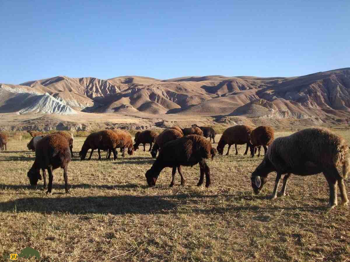 گوسفند افشاری؛ گوسفندی با ۱۰۰ کیلو وزن که گل سرسبد تمام گوسفندان ایران است