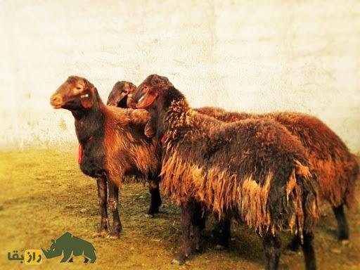 گوسفند افشاری؛ گوسفندی با ۱۰۰ کیلو وزن که گل سرسبد تمام گوسفندان ایران است گوسفند افشاری؛ گوسفندی با ۱۰۰ کیلو وزن که گل سرسبد تمام گوسفندان ایران است