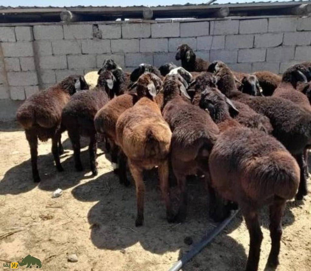 گوسفند افشاری؛ گوسفندی با ۱۰۰ کیلو وزن که گل سرسبد تمام گوسفندان ایران است گوسفند افشاری؛ گوسفندی با ۱۰۰ کیلو وزن که گل سرسبد تمام گوسفندان ایران است