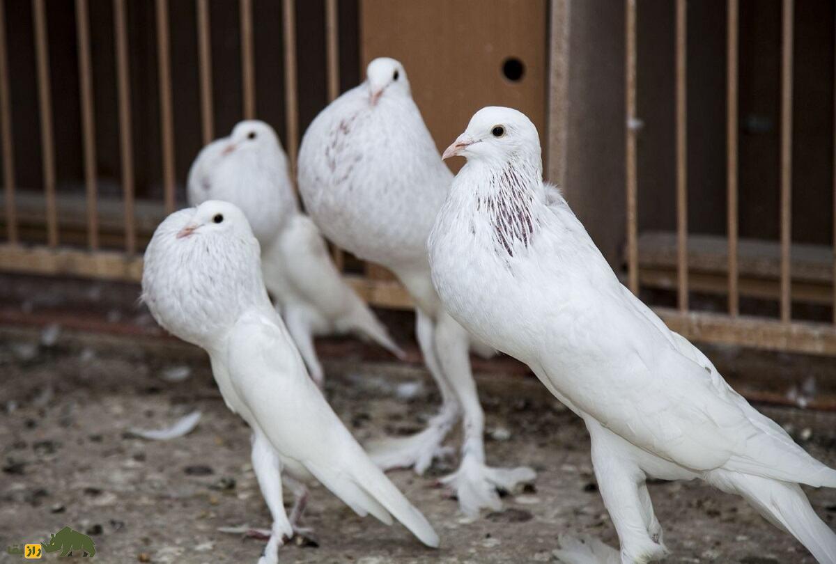 کفتر برونر پوتر؛ کبوتری از جمهوری چک که گردن ندارد کفتر برونر پوتر؛ کبوتری از جمهوری چک که گردن ندارد
