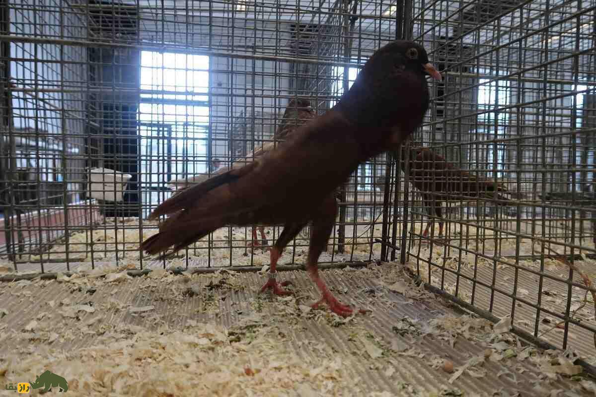 کفتر برونر پوتر؛ کبوتری از جمهوری چک که گردن ندارد کفتر برونر پوتر؛ کبوتری از جمهوری چک که گردن ندارد