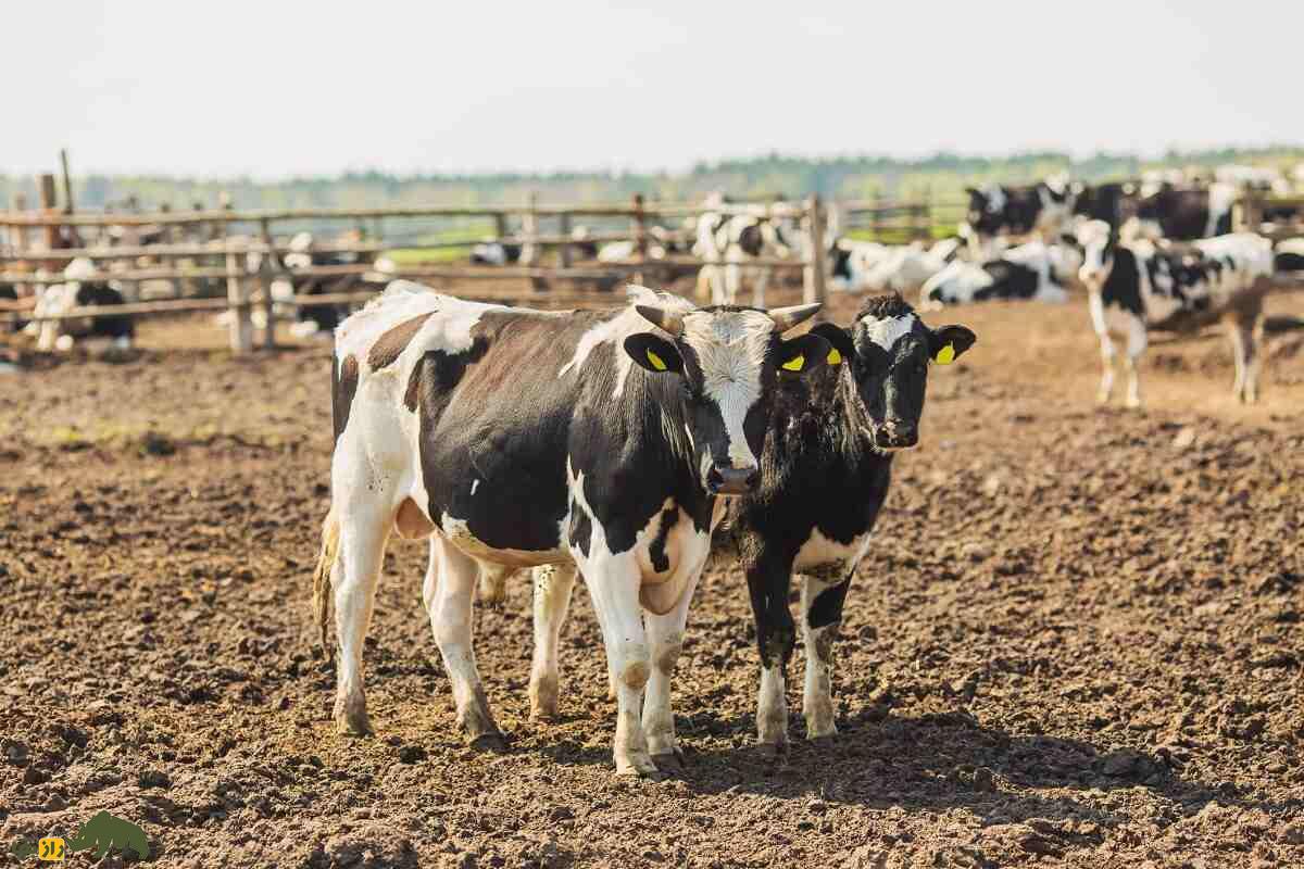 چرا گاو ادرار و مدفوع خود را میخورد؟؛ چرا برخی گاوها روزی ۲ کیلو خاک میخورند؟ چرا گاو ادرار و مدفوع خود را میخورد؟؛ چرا برخی گاوها روزی ۲ کیلو خاک میخورند؟