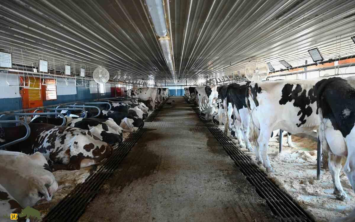 چرا گاو ادرار و مدفوع خود را میخورد؟؛ چرا برخی گاوها روزی ۲ کیلو خاک میخورند؟ چرا گاو ادرار و مدفوع خود را میخورد؟؛ چرا برخی گاوها روزی ۲ کیلو خاک میخورند؟