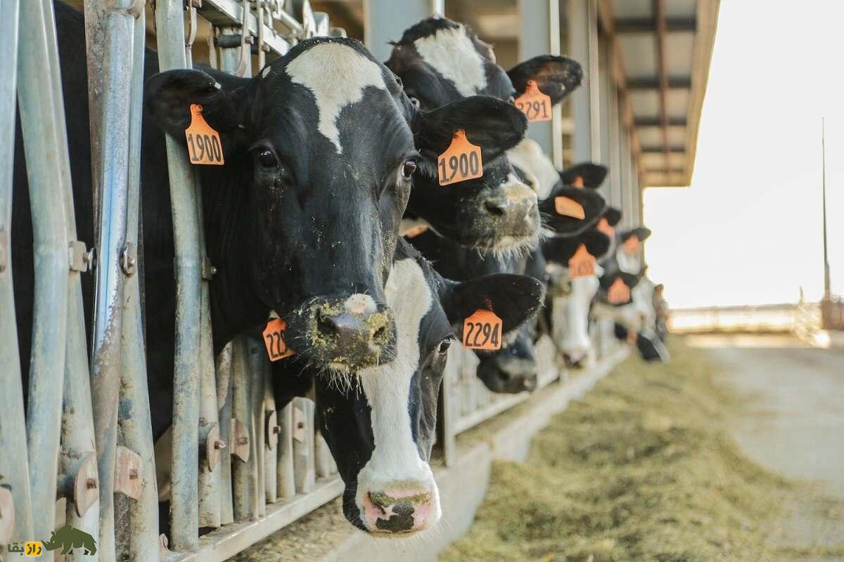 چرا گاو ادرار و مدفوع خود را میخورد؟؛ چرا برخی گاوها روزی ۲ کیلو خاک میخورند؟ چرا گاو ادرار و مدفوع خود را میخورد؟؛ چرا برخی گاوها روزی ۲ کیلو خاک میخورند؟