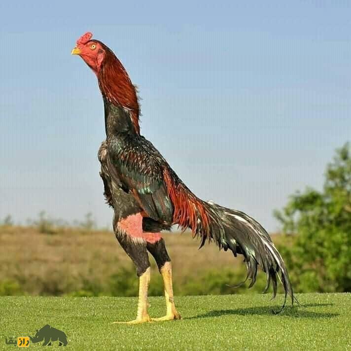 شامو؛ خروس قدرتمند ژاپنی که در مبارزه فقط به مرگ حریف راضی می‌شود