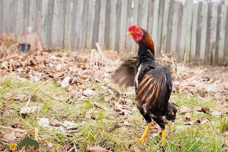 شامو؛ خروس قدرتمند ژاپنی که در مبارزه فقط به مرگ حریف راضی می‌شود