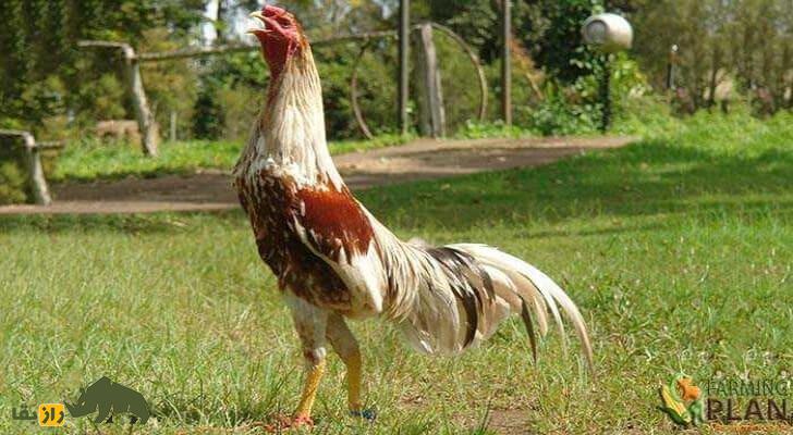 شامو؛ خروس قدرتمند ژاپنی که در مبارزه فقط به مرگ حریف راضی می‌شود