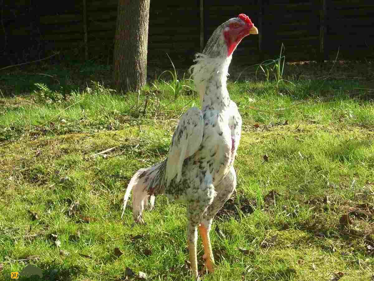شامو؛ خروس قدرتمند ژاپنی که در مبارزه فقط به مرگ حریف راضی می‌شود