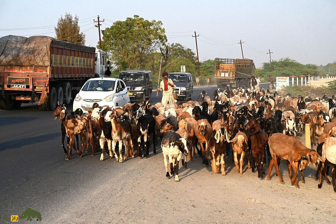 بز بوج؛ بز شاخبلند رنگارنگی که در هند پرورش یافت و سر از برزیل درآورد بز بوج؛ بز شاخبلند رنگارنگی که در هند پرورش یافت و سر از برزیل درآورد
