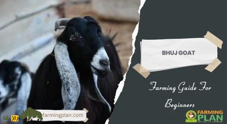 بز بوج؛ بز شاخبلند رنگارنگی که در هند پرورش یافت و سر از برزیل درآورد بز بوج؛ بز شاخبلند رنگارنگی که در هند پرورش یافت و سر از برزیل درآورد