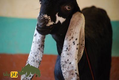 بز بوج؛ بز شاخبلند رنگارنگی که در هند پرورش یافت و سر از برزیل درآورد بز بوج؛ بز شاخبلند رنگارنگی که در هند پرورش یافت و سر از برزیل درآورد