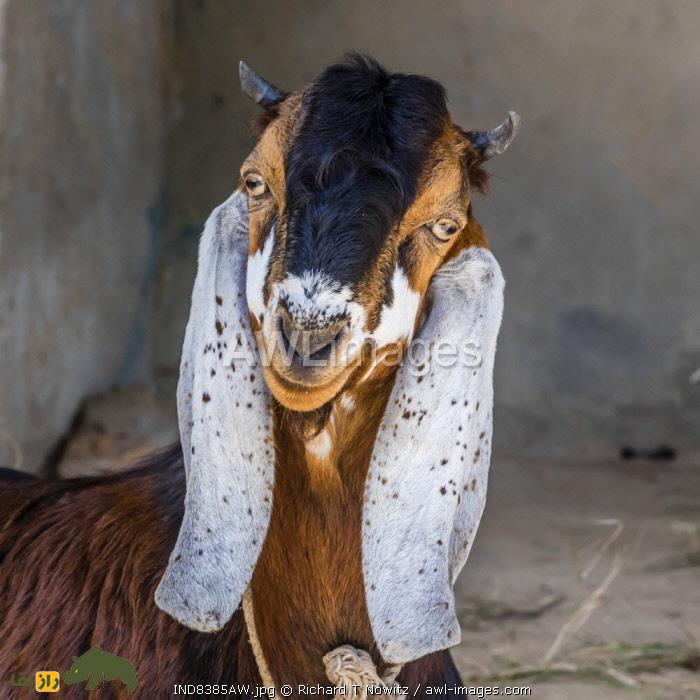 بز بوج؛ بز شاخبلند رنگارنگی که در هند پرورش یافت و سر از برزیل درآورد بز بوج؛ بز شاخبلند رنگارنگی که در هند پرورش یافت و سر از برزیل درآورد