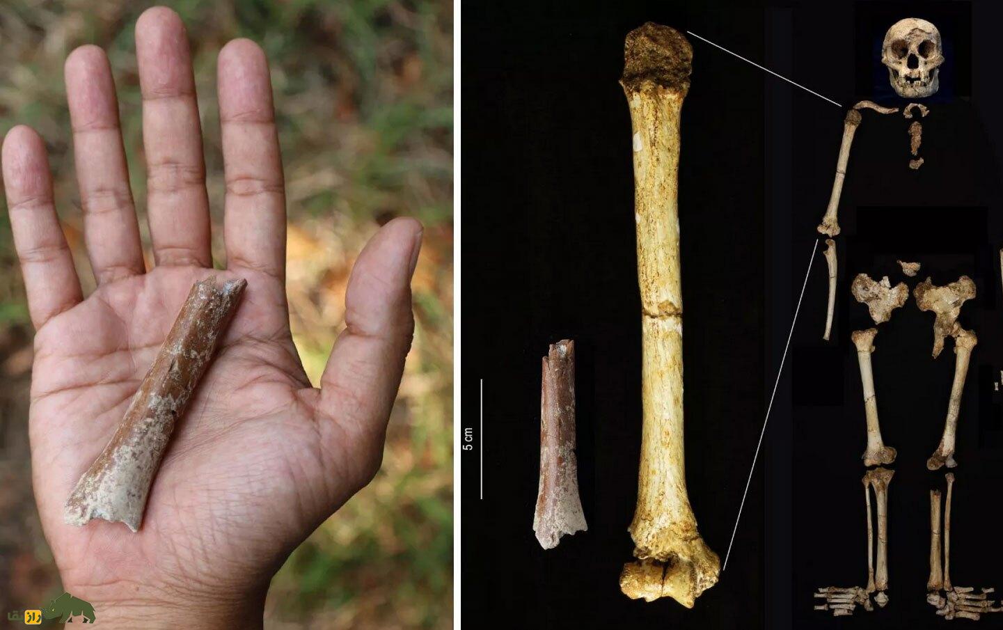 اجداد هابیت‌ها کشف شدند؛ پیدا شدن فسیل‌های ۷۰۰ هزار ساله انسان‌های اولیه با یک متر قد!