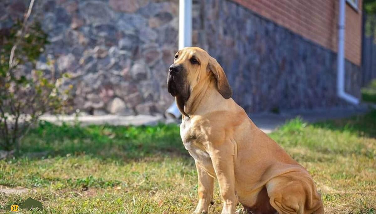 «فیلا برازیلیرو» یا ماستیف برزیلی؛ سگ غولپیکر برزیلی که تخصصش بازگرداندن بردههای فراری بود «فیلا برازیلیرو» یا ماستیف برزیلی؛ سگ غولپیکر برزیلی که تخصصش بازگرداندن بردههای فراری بود