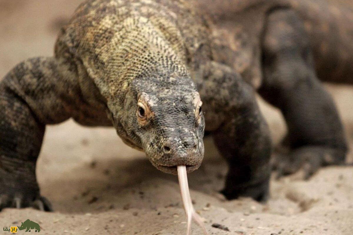 این حیوانات چطور بدون جفت‌گیری باردار می‌شوند؟