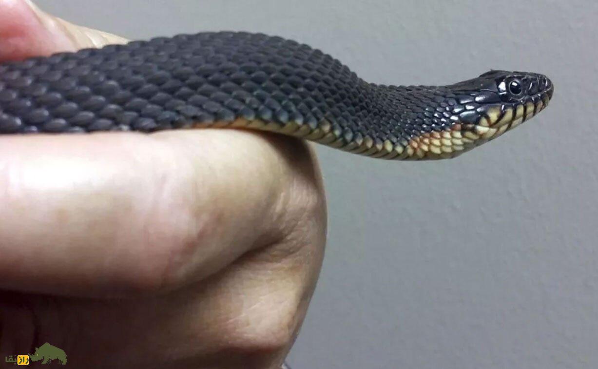 این حیوانات چطور بدون جفت‌گیری باردار می‌شوند؟