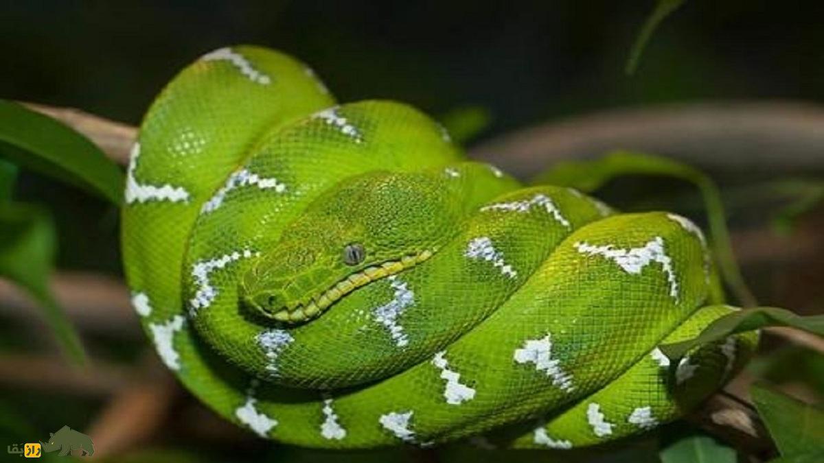 این حیوانات چطور بدون جفت‌گیری باردار می‌شوند؟