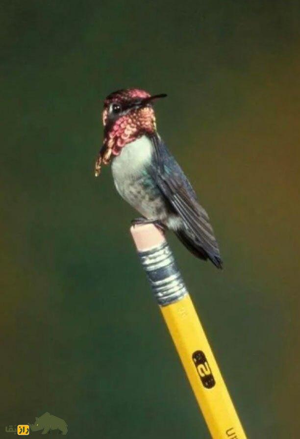 مرغ مگس زنبوری؛ کوچکترین پرنده جهان با دو گرم وزن تخمی به اندازه یک دانه قهوه میگذارد! مرغ مگس زنبوری؛ کوچکترین پرنده جهان با دو گرم وزن تخمی به اندازه یک دانه قهوه میگذارد!