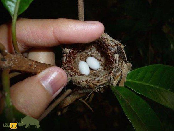 مرغ مگس زنبوری؛ کوچکترین پرنده جهان با دو گرم وزن تخمی به اندازه یک دانه قهوه میگذارد! مرغ مگس زنبوری؛ کوچکترین پرنده جهان با دو گرم وزن تخمی به اندازه یک دانه قهوه میگذارد!