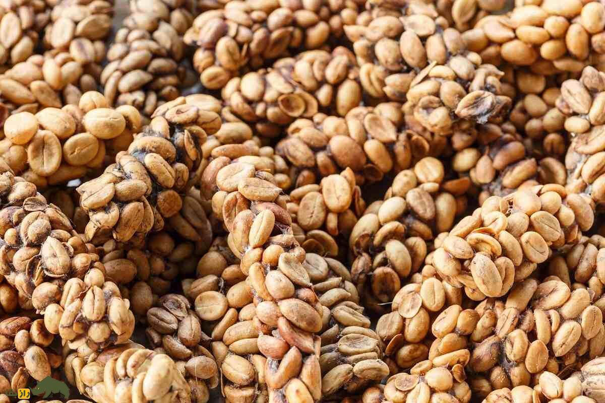زُباد نخلی آسیایی؛ گربه‌ای که مدفوعش گران‌ترین قهوه دنیا با هر کیلو ۸۰ میلیون تومان است