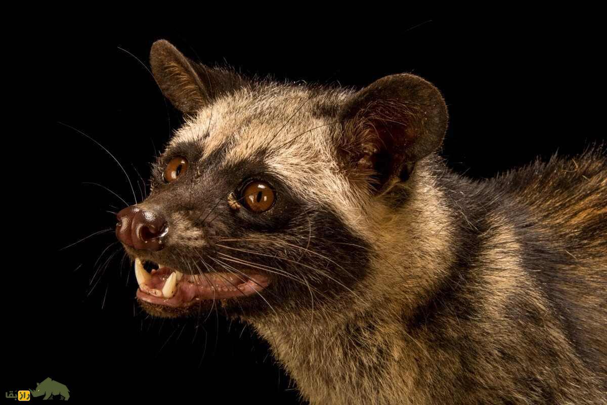 زُباد نخلی آسیایی؛ گربه‌ای که مدفوعش گران‌ترین قهوه دنیا با هر کیلو ۸۰ میلیون تومان است