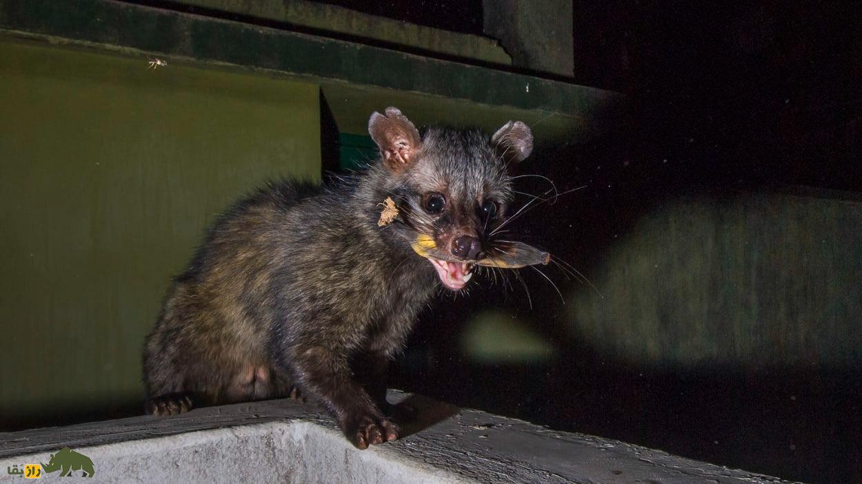 زُباد نخلی آسیایی؛ گربه‌ای که مدفوعش گران‌ترین قهوه دنیا با هر کیلو ۸۰ میلیون تومان است