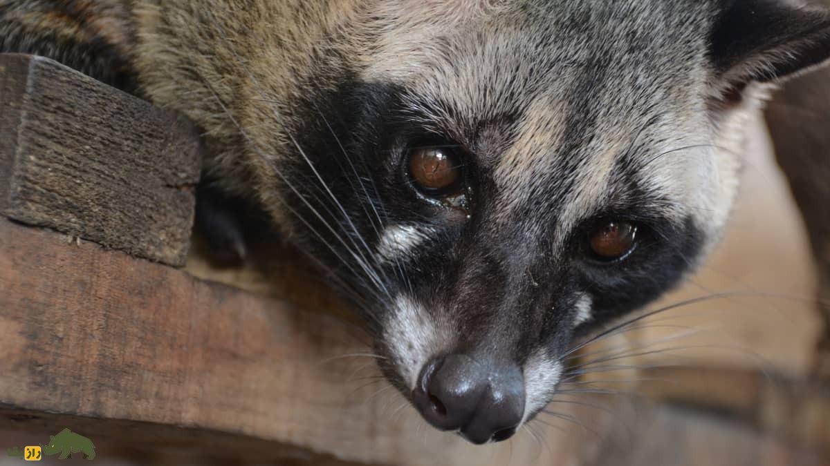 زُباد نخلی آسیایی؛ گربه‌ای که مدفوعش گران‌ترین قهوه دنیا با هر کیلو ۸۰ میلیون تومان است